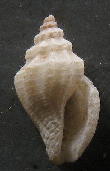 Mangelia Croata